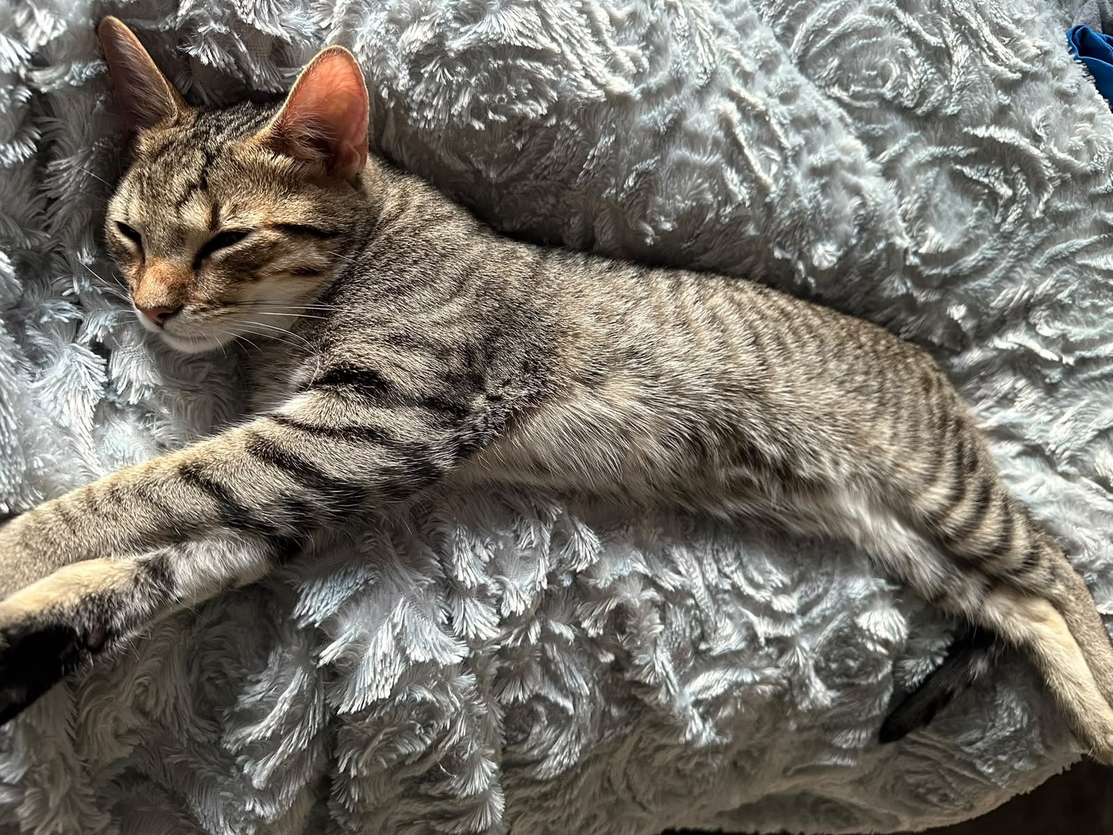 Elkee relaxing on a soft blanket