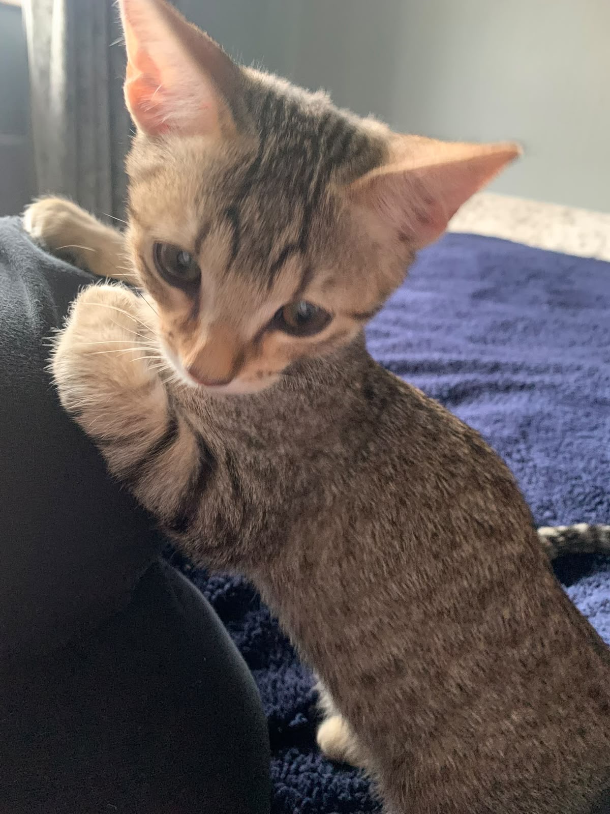Elkee as a tiny kitten