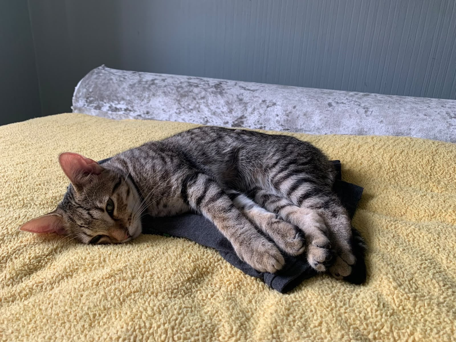 Elkee curled up comfortably